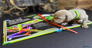 Weimaraner dogs - Advert 10