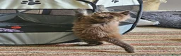 Maine Coon cats for sale: Beautiful Female Maine coon cross  - Advert 4