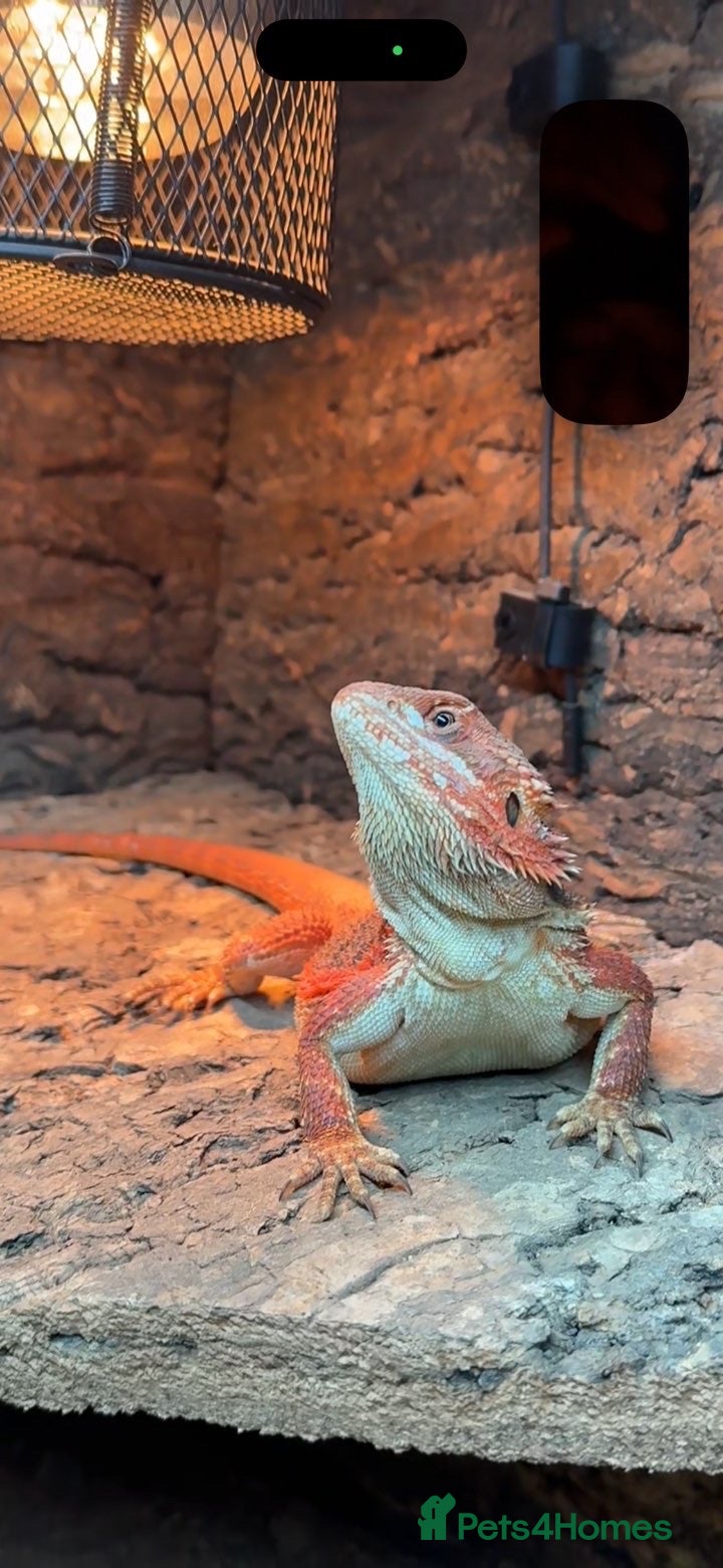 Bearded Dragon reptiles for sale: Young Adult Hypo Leatherback Red Bearded Dragon - Advert 1