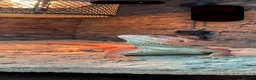 Bearded Dragon reptiles for sale: Young Adult Hypo Leatherback Red Bearded Dragon - Advert 1