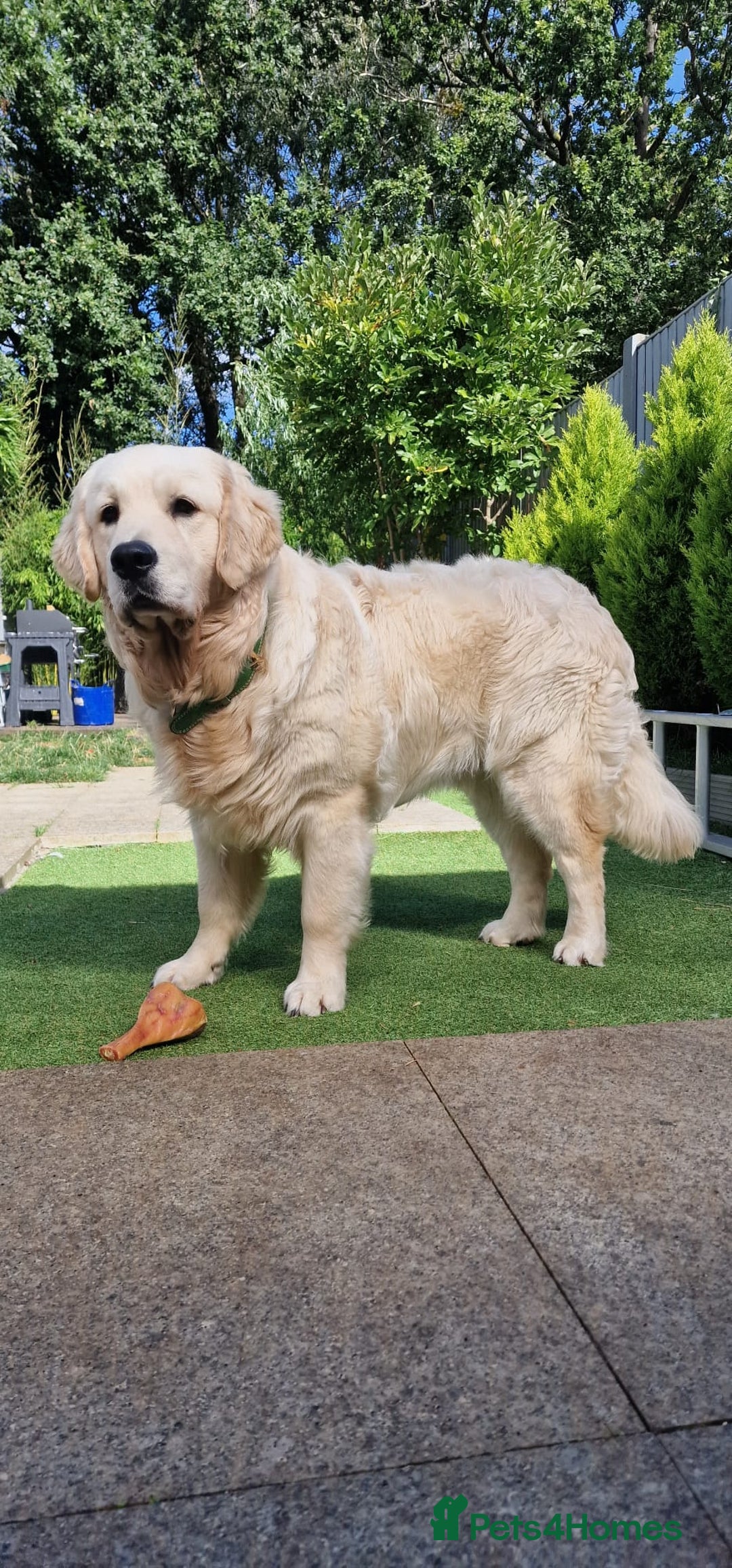 Golden Retriever dogs for stud: KC Golden Retriever for Stud in Harlow - Image 3
