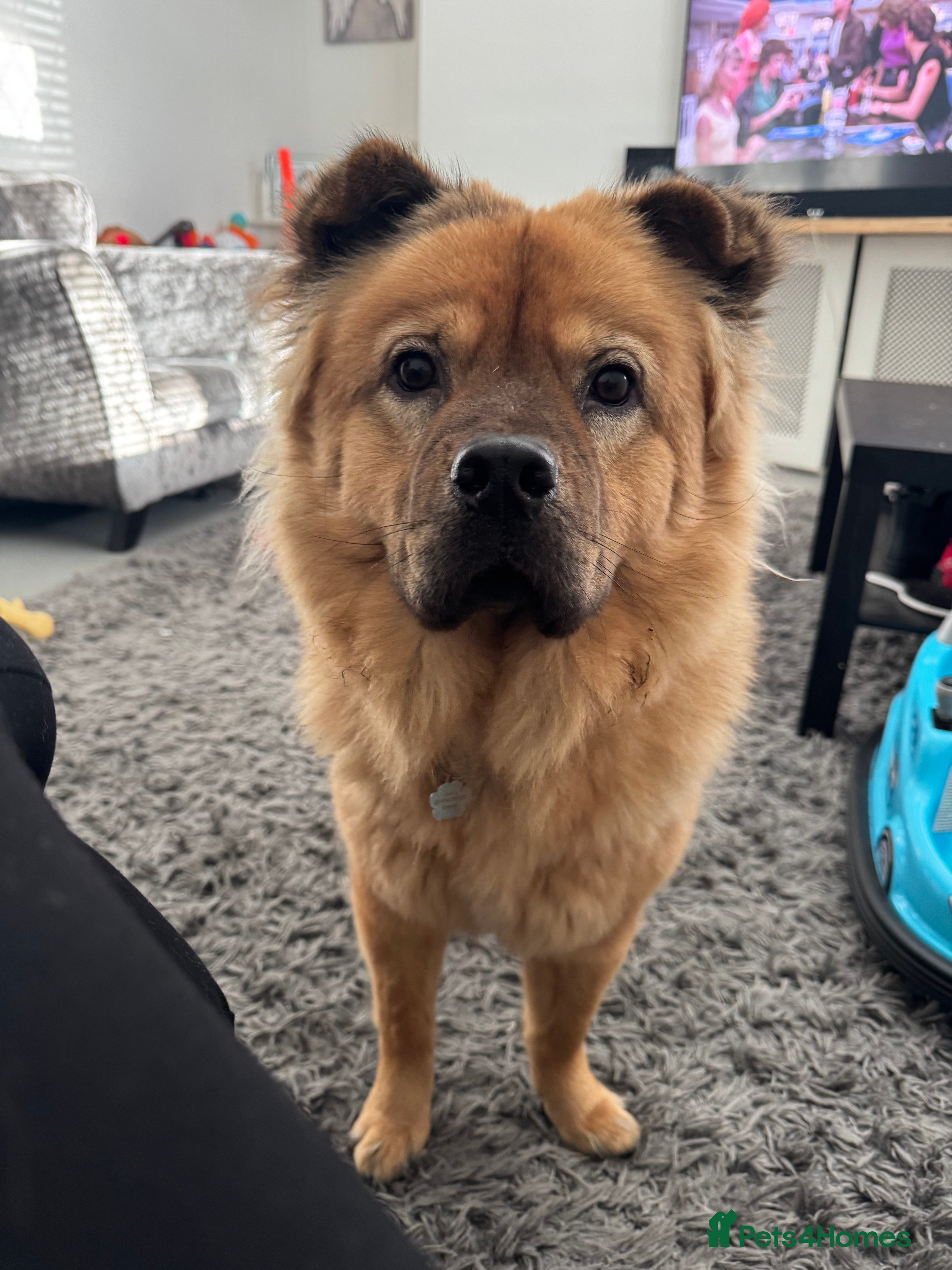 Mixed Breed dogs Coco the chow chow - Advert 2