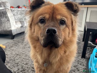 Mixed Breed dogs Coco the chow chow - Advert 7