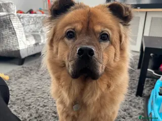 Mixed Breed dogs Coco the chow chow - Advert 11