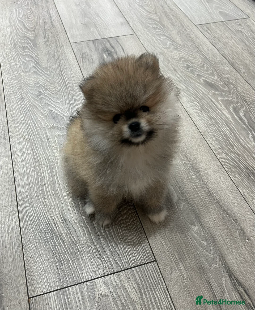 Pomeranian dogs for sale: 5 gorgeous Pomeranian puppies - Advert 9