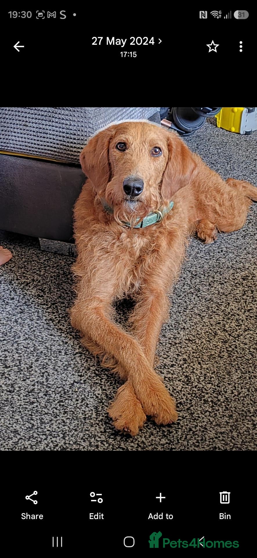 Labradoodle dogs 🐾 F1BB LABRADOODLE PUPPIES — - Advert 1