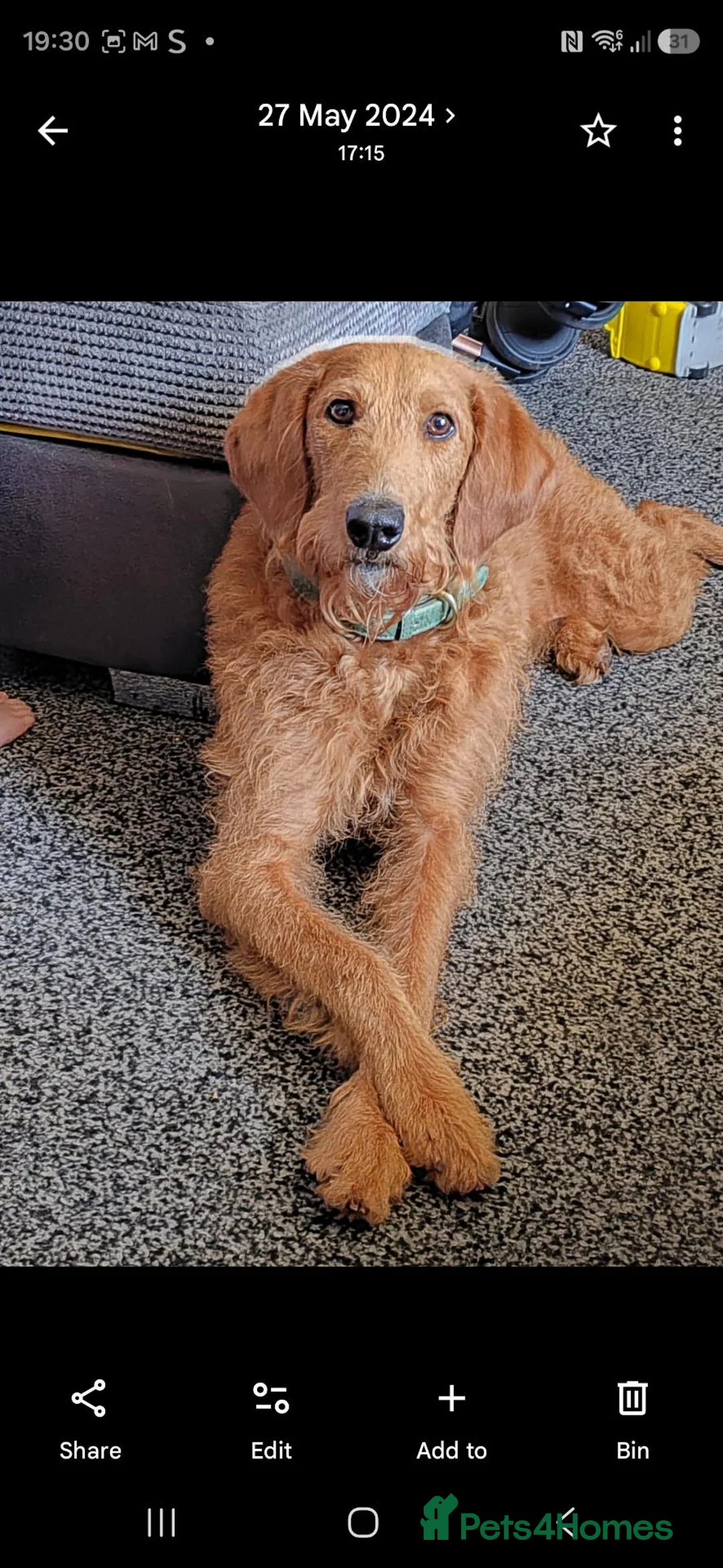 Labradoodle dogs for sale: 🐾 F1BB LABRADOODLE PUPPIES — - Advert 1
