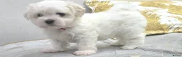 Maltese dogs for sale: Adorable Maltese Puppies- Ready Now  - Advert 7