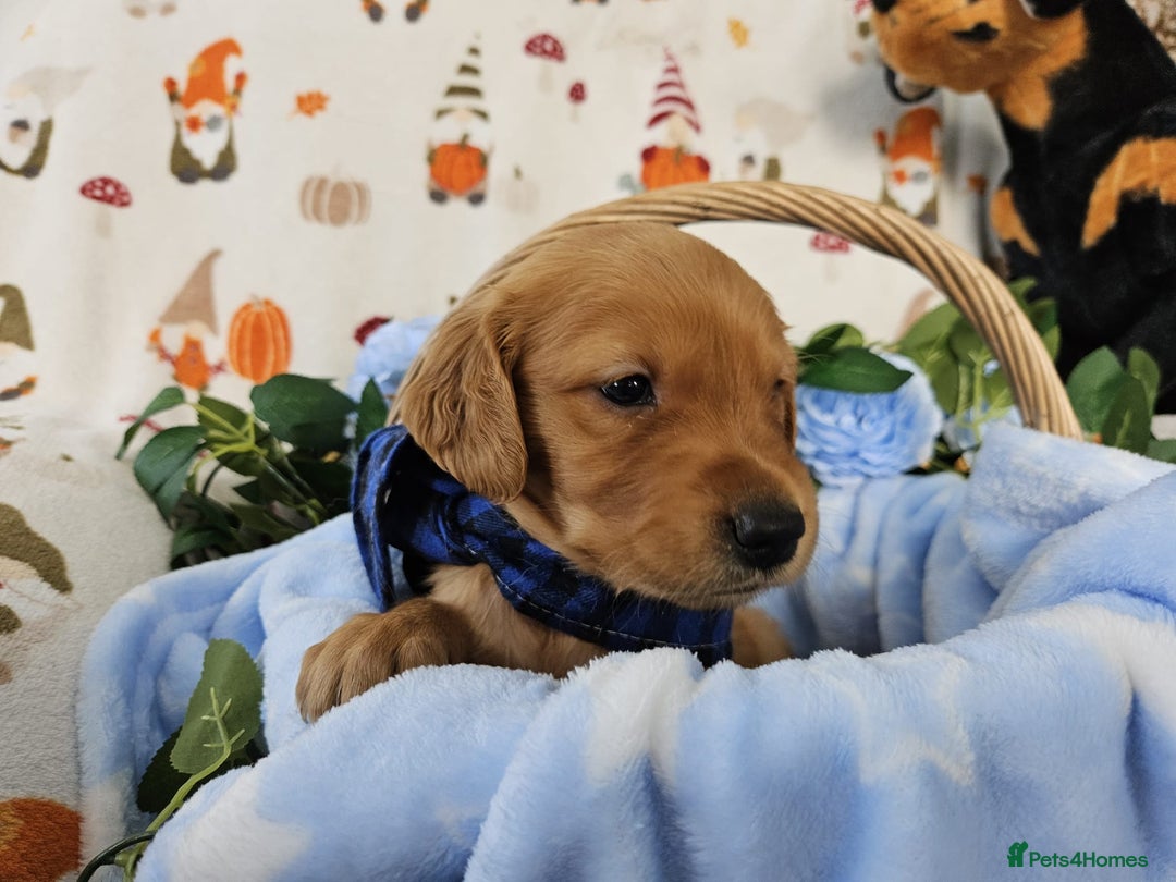 Golden Retriever dogs for sale: Loving Golden Retriever Puppies - Image 6