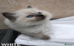 Ragdoll cats for stud: GCCF RAGDOLL STUD CHUNKY BIG BOY MILTON KEYNES in Milton Keynes - Image 9