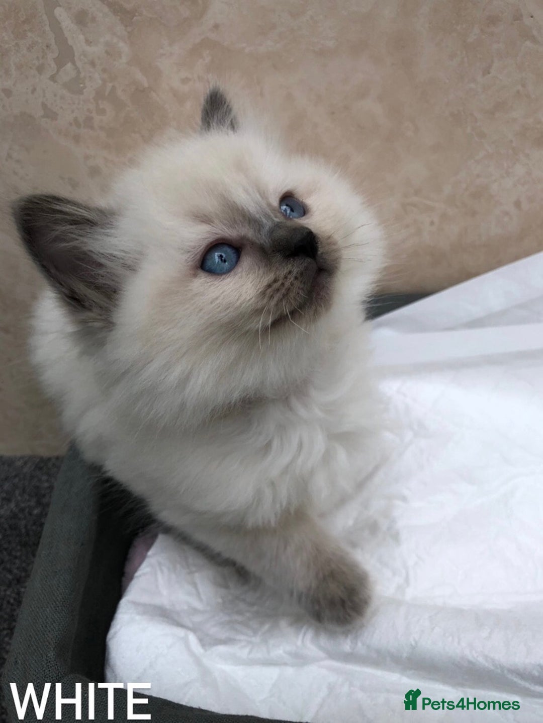 Ragdoll cats for stud: GCCF RAGDOLL STUD CHUNKY BIG BOY MILTON KEYNES in Milton Keynes - Image 9