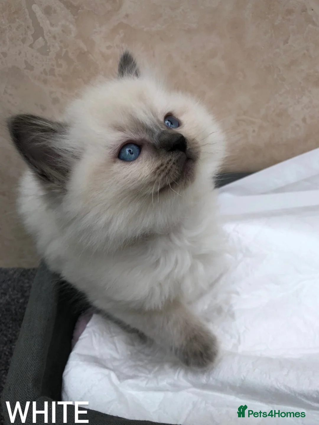 Ragdoll cats for stud: RAGDOLL GCCF STUD CHUNKY BIG BOY MILTON KEYNES in Milton Keynes - Advert 9