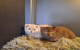 Scottish Fold cats for sale: Scottish Fold Females for Sale  - Image 5