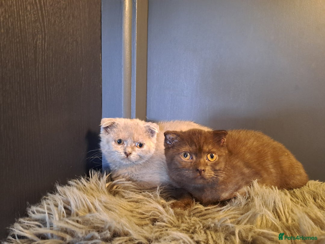 Scottish Fold cats for sale: Scottish Fold Females for Sale  - Image 5