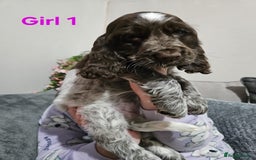 Cocker Spaniel dogs for sale: stunning show cockers - Image 16
