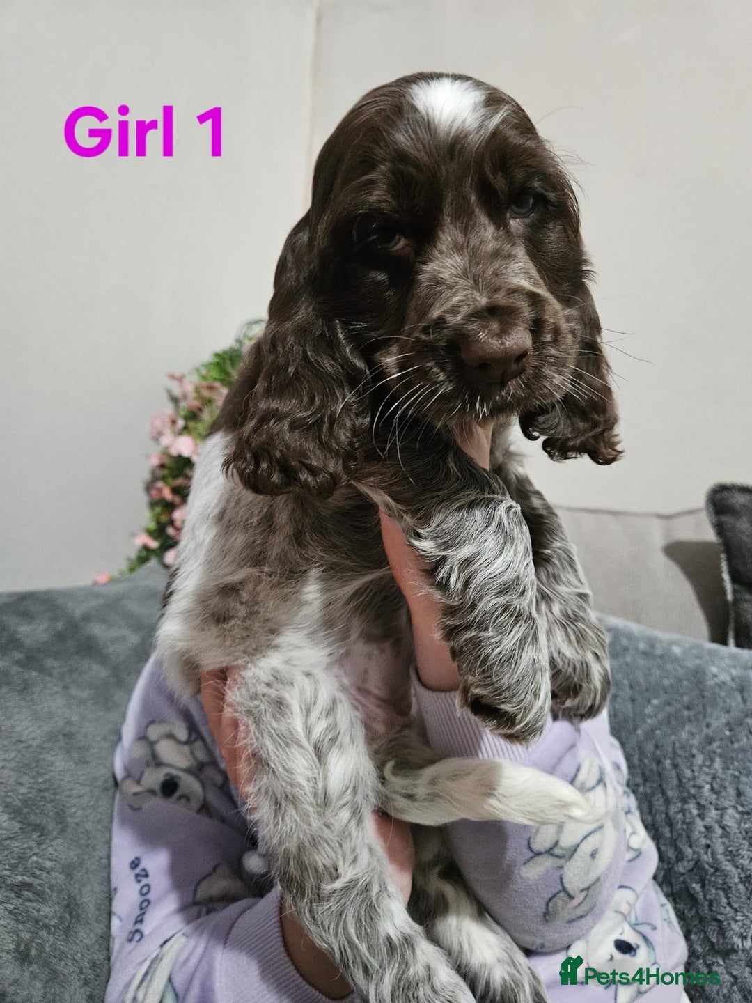 Cocker Spaniel dogs for sale: stunning show cockers - Image 16