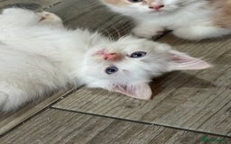 Mixed Breed cats for sale: Persian cross Ragdoll kittens real stunners - Image 17