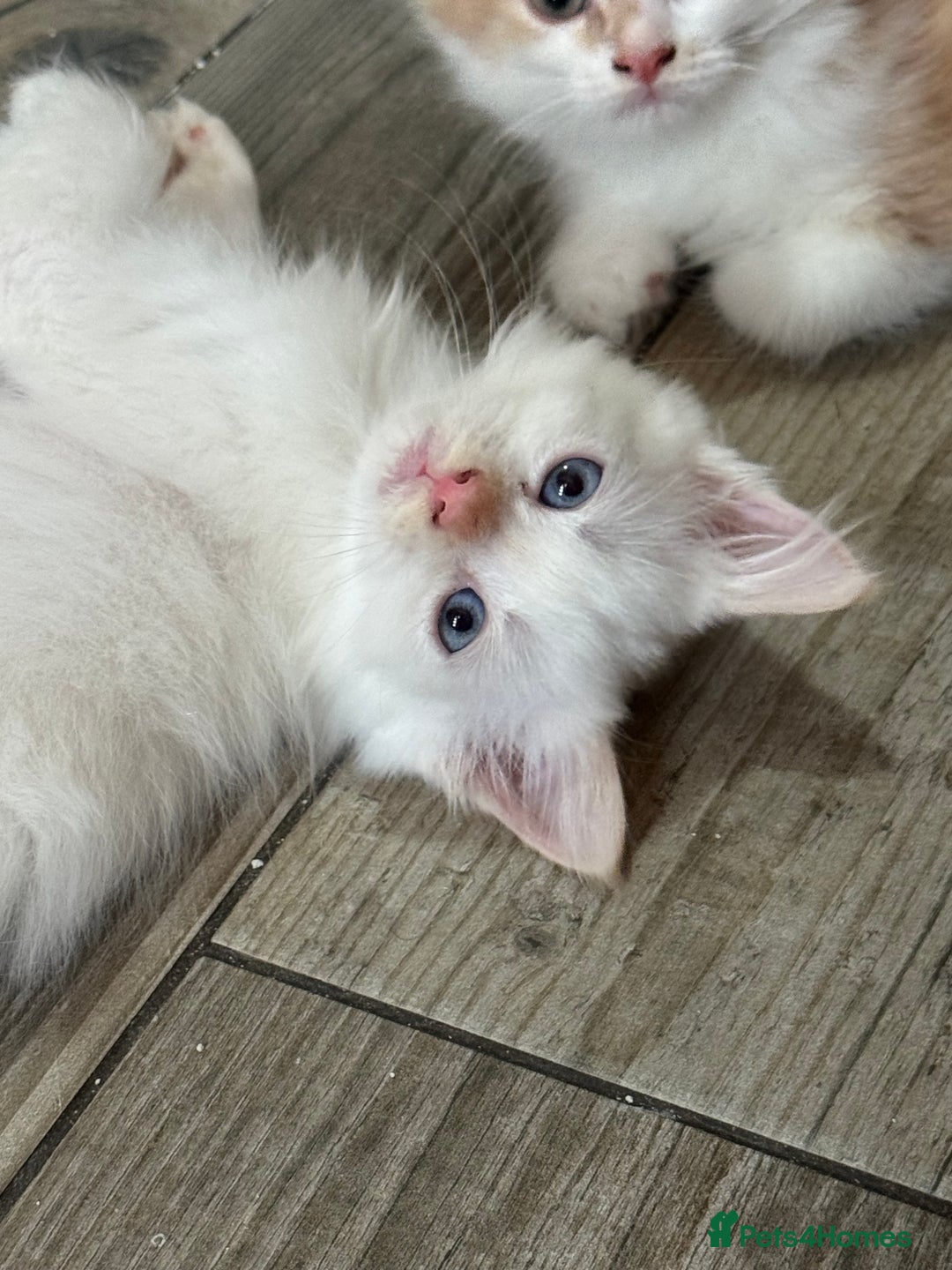Mixed Breed cats for sale: Persian cross Ragdoll kittens real stunners - Image 17