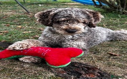 Miniature Poodle dogs for stud: Chocolate Merle Miniature Poodle Fully DNA Tested in Radstock - Image 26
