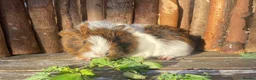 Guinea Pig rodents for sale: Abyssinian/ long-haired babies - Advert 30