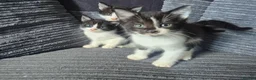 Mixed Breed cats for sale: Gorgeoeus mixed Breed kittens - Advert 2