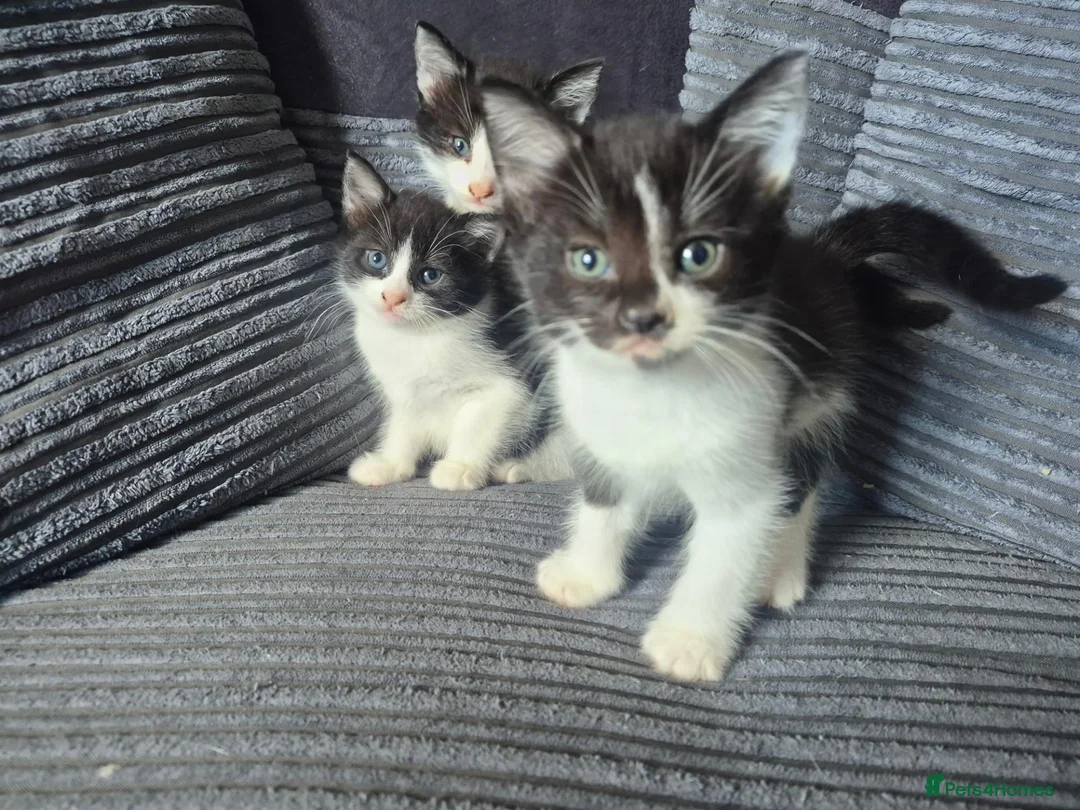 Mixed Breed cats for sale: Gorgeoeus mixed Breed kittens - Advert 2