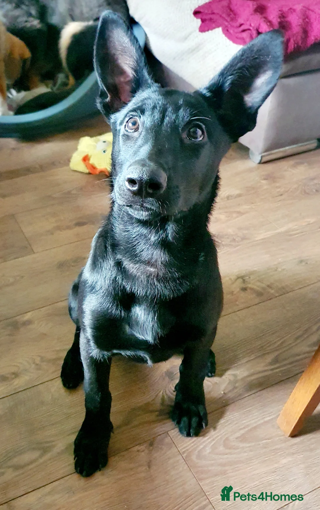 Belgian Shepherd Dog dogs for sale: Storm - Advert 4