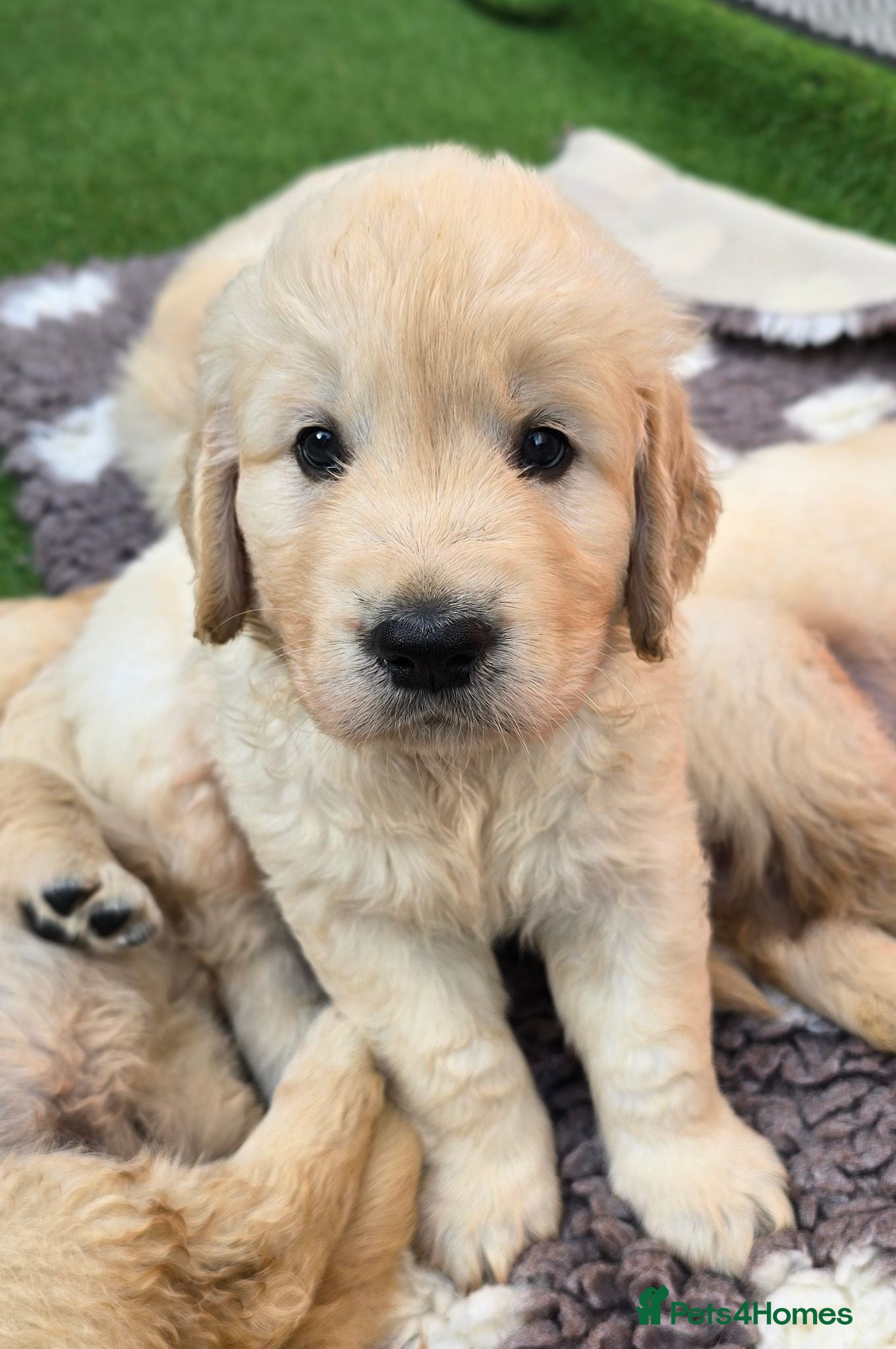 Golden Retriever dogs Adorable KC Registered Golden Retriever Pups - Advert 2