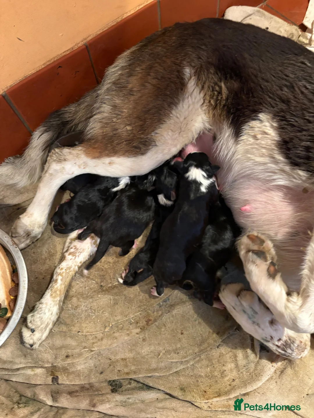 Border Collie dogs for sale: Border collie puppies - Advert 15