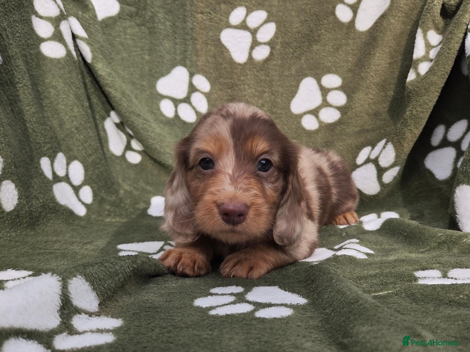 Miniature Dachshund dogs Stunning KC Registered Longhaired Mini Dachshunds - Advert 2