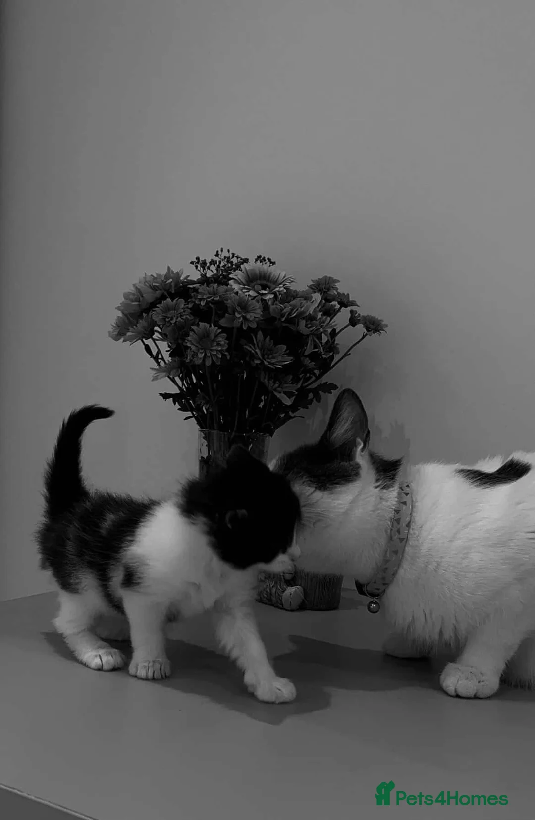 Mixed Breed cats for sale: Lovely mixed-breed kitten looking for a new home  in London - Advert 2