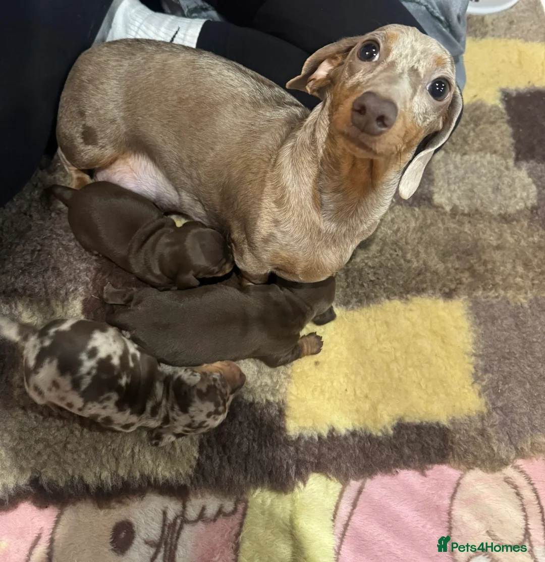 Miniature Dachshund dogs for sale: Beautiful Miniature Dachshunds Puppies🐾❤️ in Mansfield - Advert 1