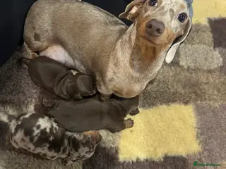 Miniature Dachshund dogs Beautiful Miniature Dachshunds Puppies🐾❤️ - Advert 1
