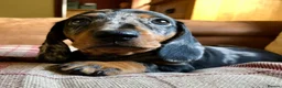 Miniature Dachshund dogs for sale: KC registered, PRA clear, Silver dapple, Male - Advert 4