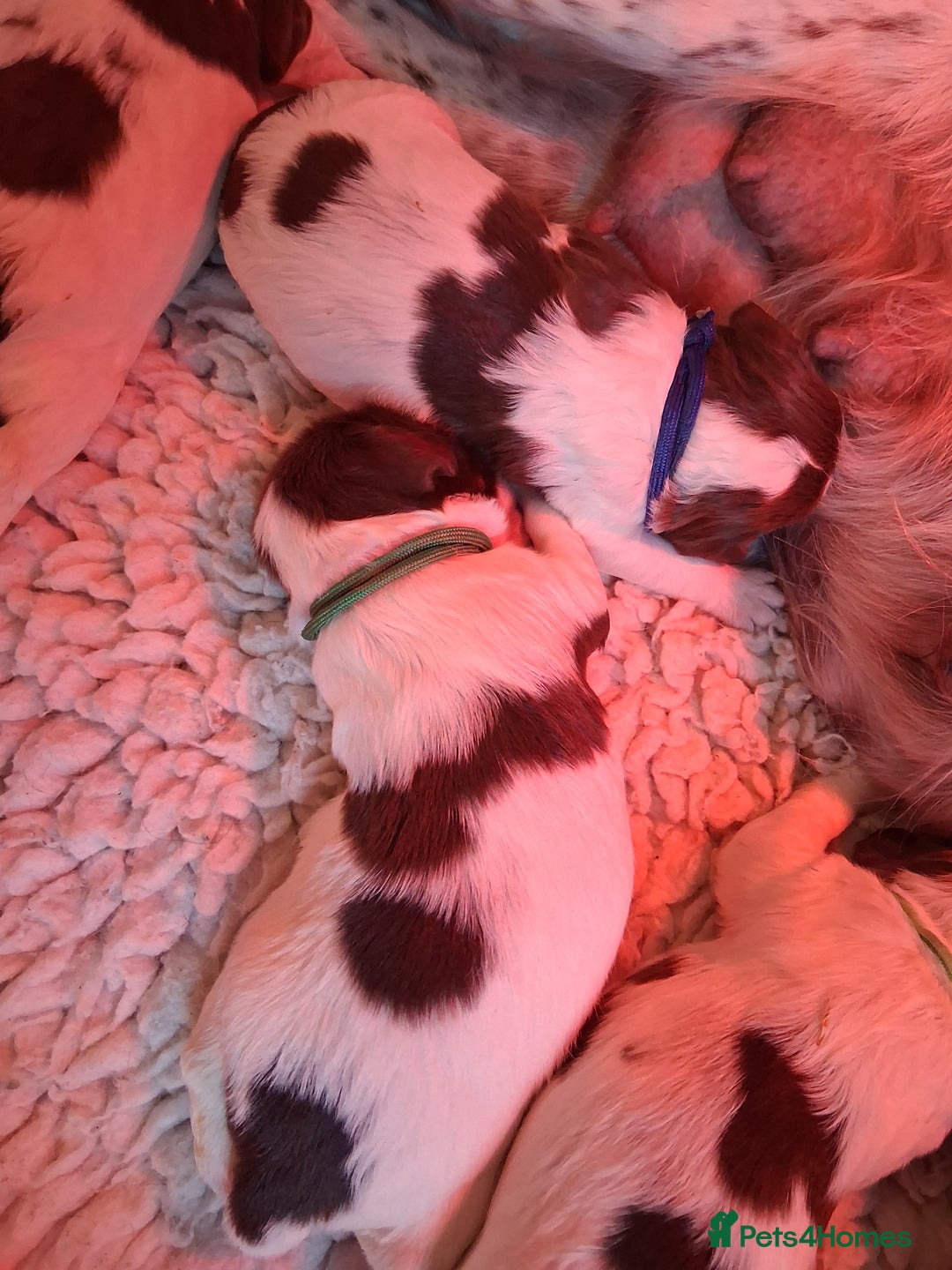 English Springer Spaniel dogs for sale: KC reg, Working Springer spaniel puppies - Advert 3