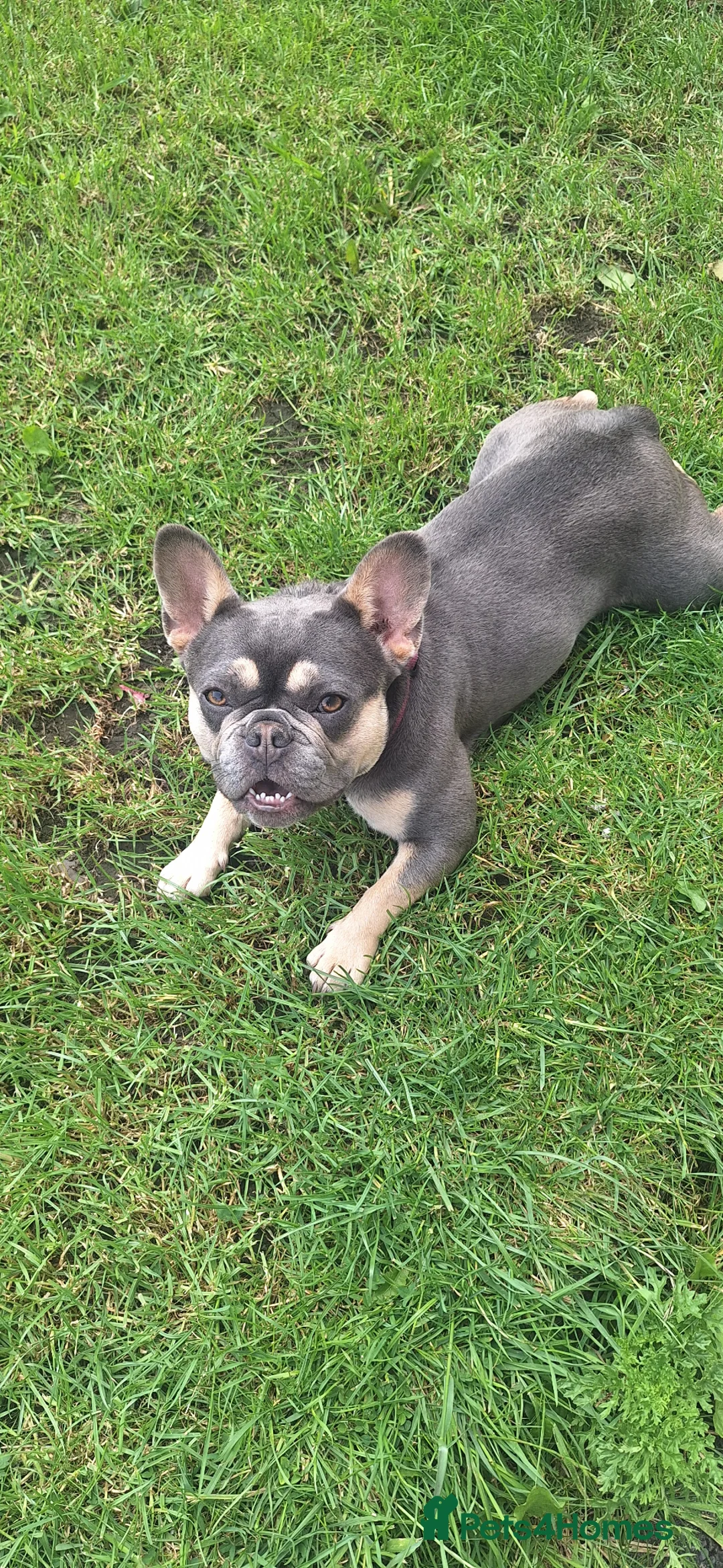 French Bulldog dogs for sale: Beautiful Bella  in Leeds - Advert 2