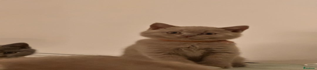 British Shorthair Kitten 2