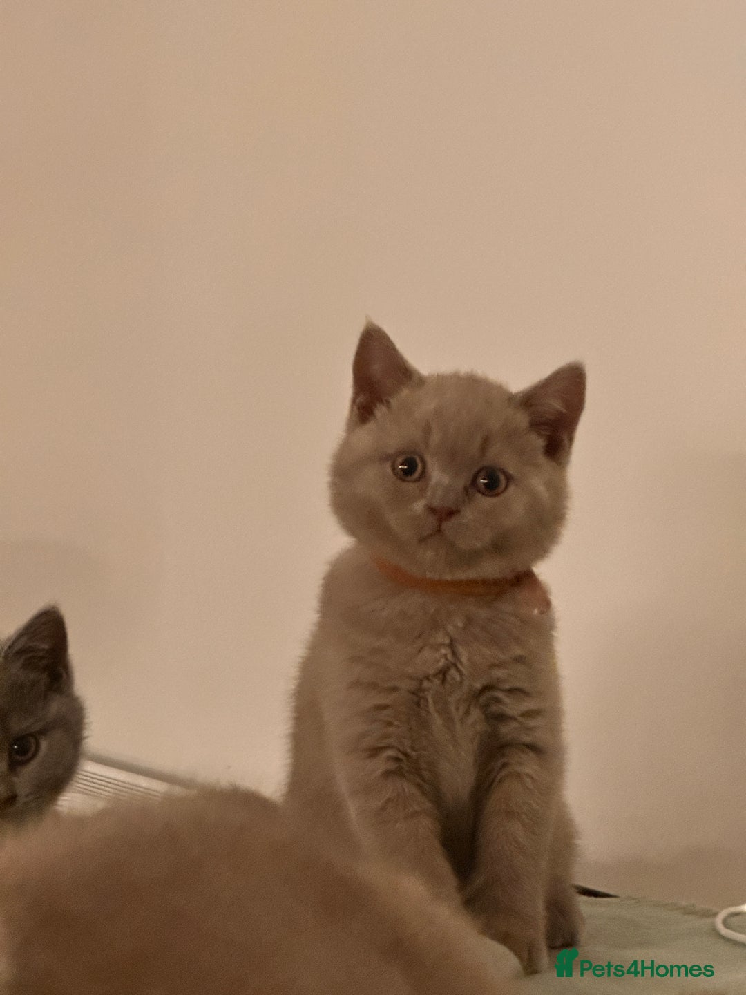 British Shorthair cats for sale: 2 lilac British shorthair boys 🐻💙🐻 - Image 8