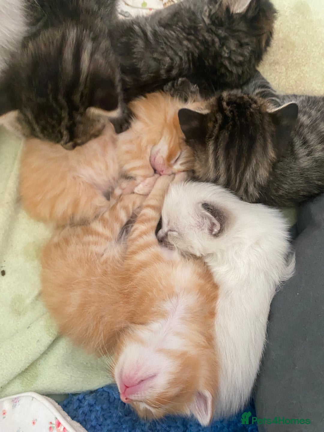 Mixed Breed cats for sale: Ragdoll x Tabbie - Image 14