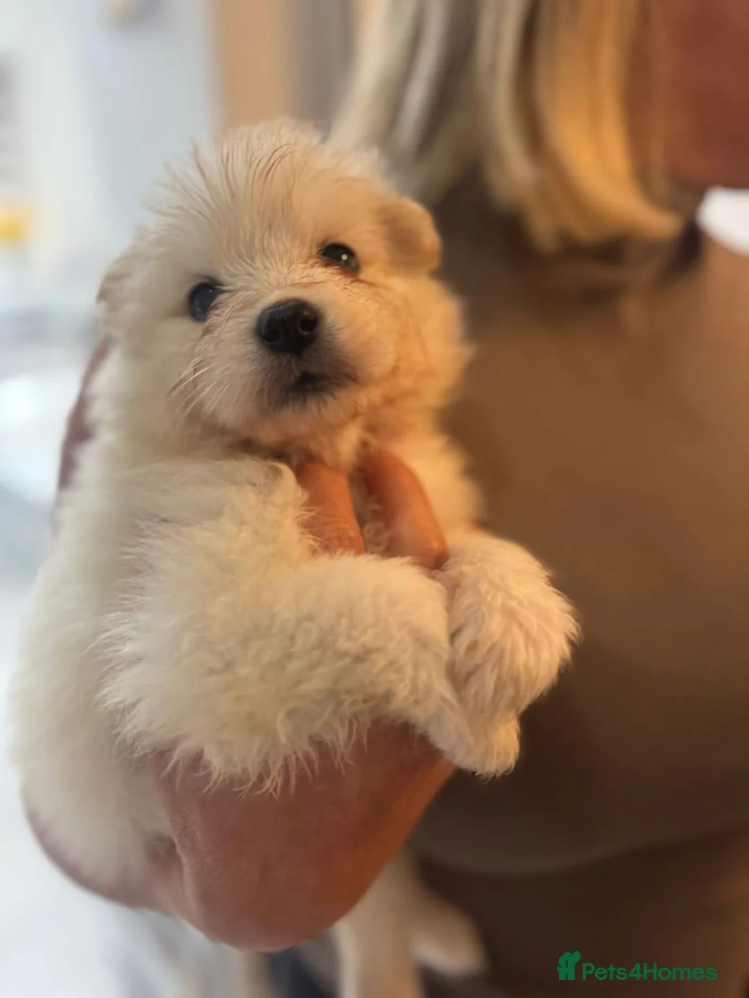 Samoyed dogs for sale: Samoyed Puppies - Advert 13