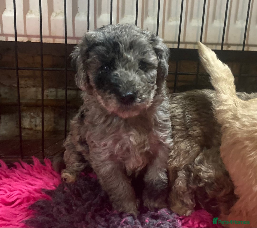 Bordoodle dogs for sale:  Beautiful Bordoodle Puppies inc Merle/Apricot - Advert 23