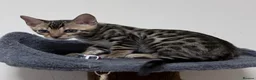 Bengal cats for sale: The Bengal male cat is very large.🐆 - Advert 4