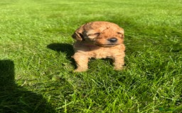 Miniature Poodle dogs for sale: KC registered Miniature Red poodles for Sale - Image 24
