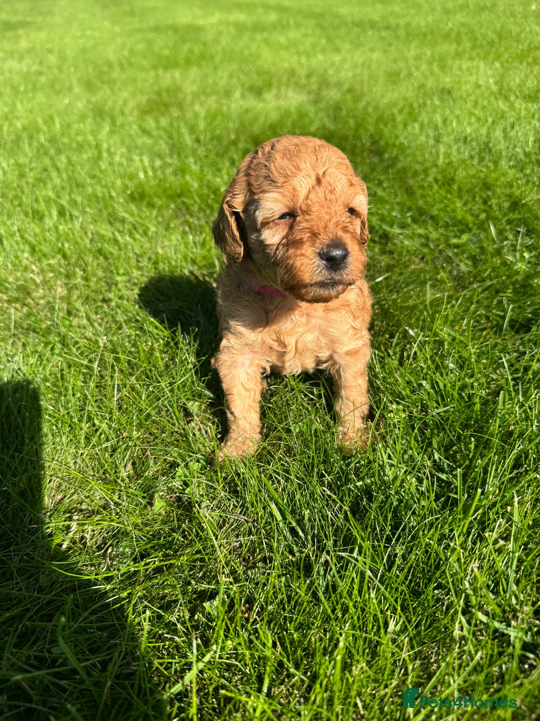 Miniature Poodle dogs for sale: KC registered Miniature Red poodles for Sale - Image 24