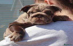 English Bulldog dogs for sale: Bettie & 007 babies short compact   - Image 14