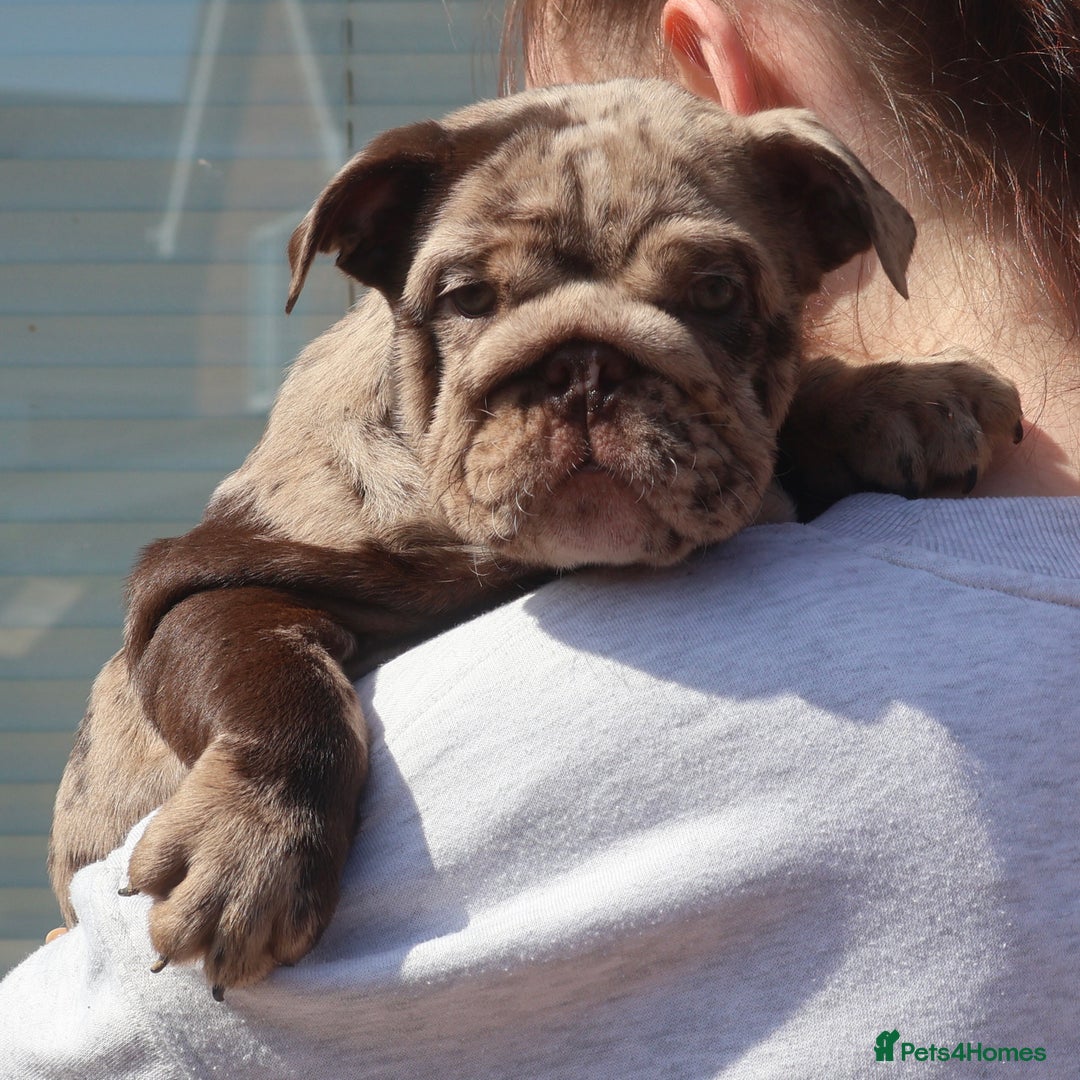 English Bulldog dogs for sale: Bettie & 007 babies short compact   - Image 14