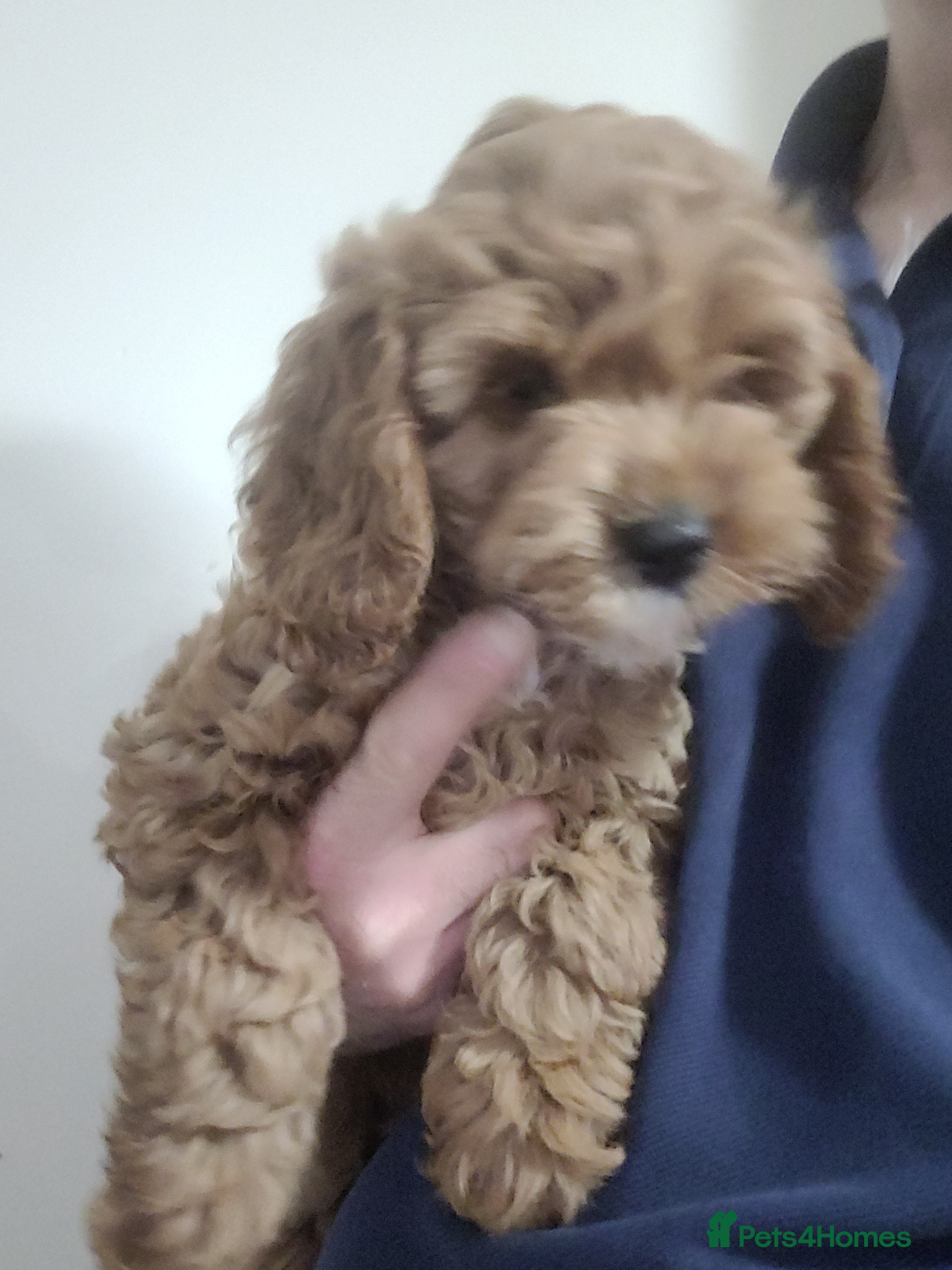 Cockapoo dogs Cockapoo pups  - Advert 12