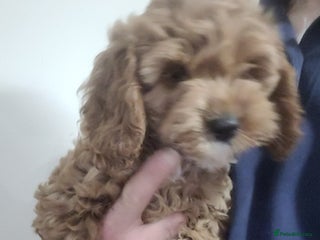 Cockapoo dogs Cockapoo pups - Advert 15