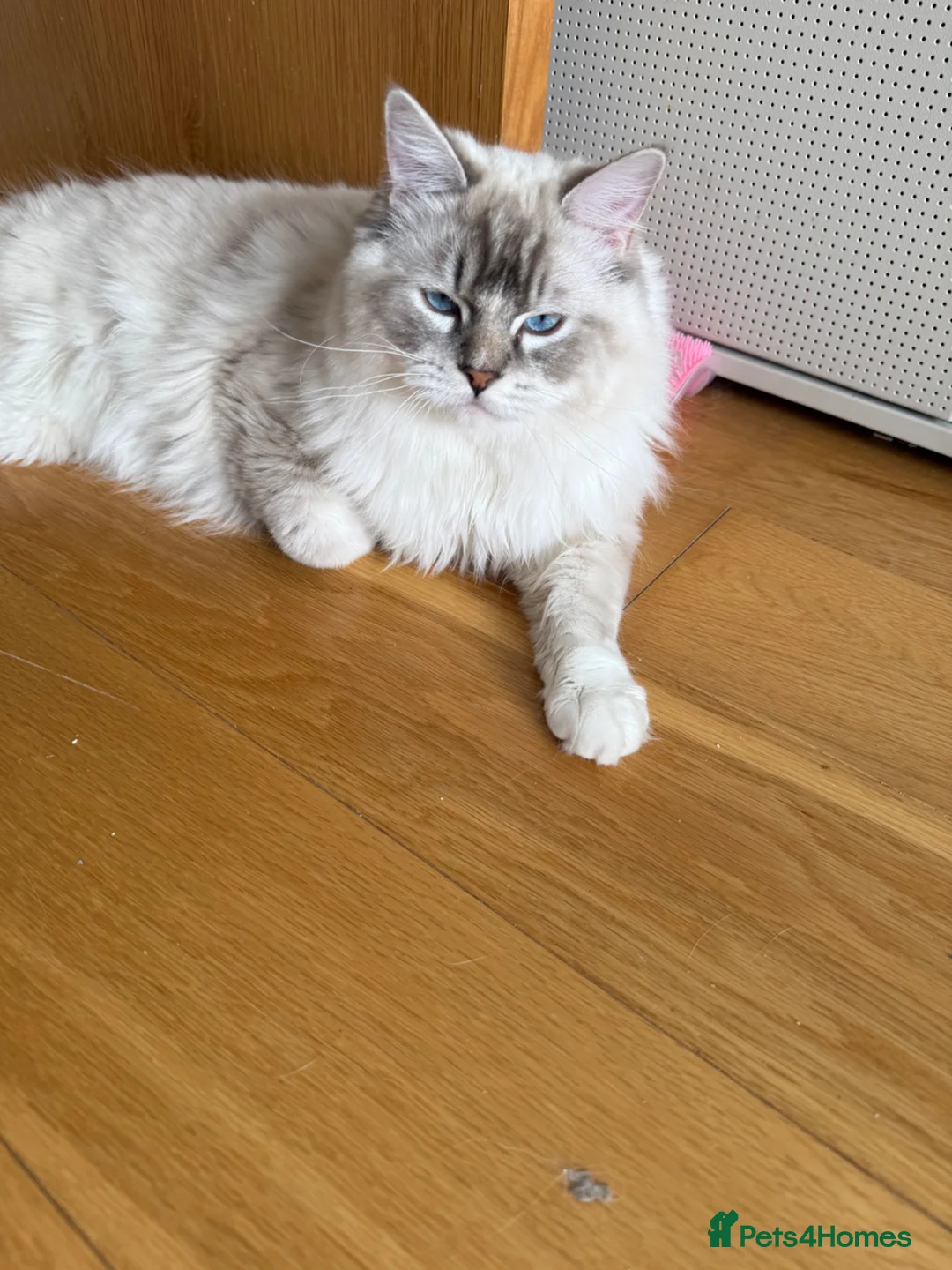 Ragdoll cats for sale: Beautiful Ragdoll Cats Looking for Loving Homes - Advert 1