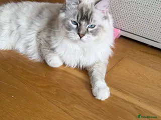 Ragdoll cats Beautiful Ragdoll Cats Looking for Loving Homes - Advert 12